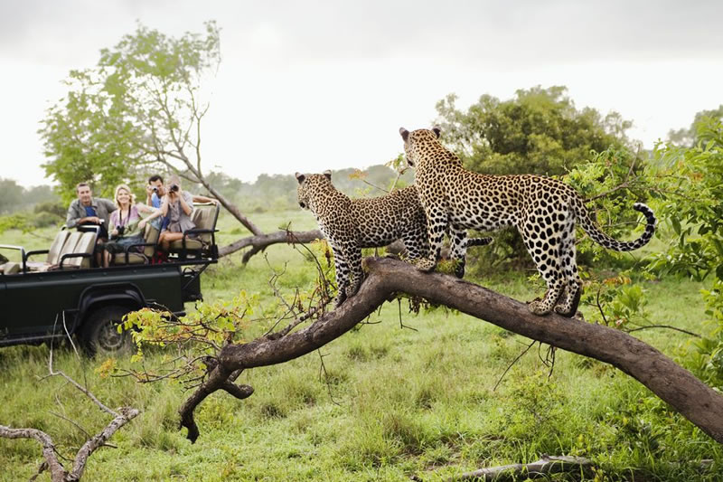 Kruger National Park Leopards